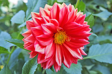 Obraz premium Scarlet dahlia