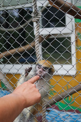 Обезьяна и палец