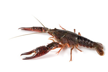 Gambero di fiume vivo isolato su sfondo bianco