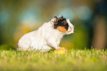 Guinea pig standing on the apple 