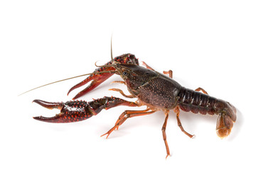 Gambero di fiume vivo isolato su sfondo bianco