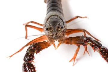 Gambero di fiume vivo isolato su sfondo bianco