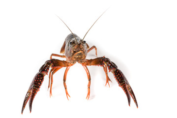 Gambero di fiume vivo isolato su sfondo bianco