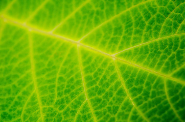 leaf macro