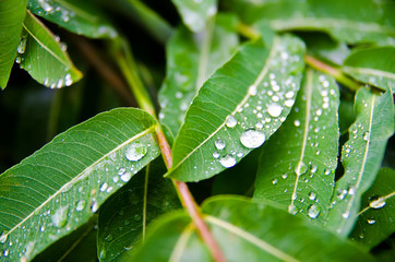 leaves with drops