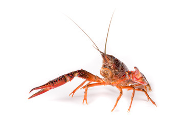 Gambero di fiume vivo isolato su sfondo bianco