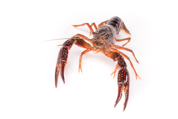 Gambero di fiume vivo isolato su sfondo bianco