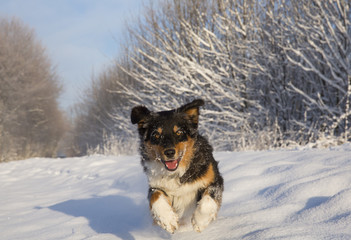 Australian Shepherd rennt durch den Schnee