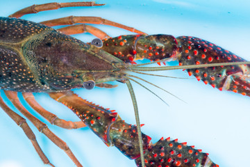 Gambero di fiume vivo nell’acqua 