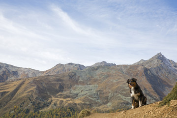 Australian Shepherd in den Bergen