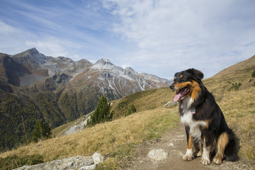 Australian Shepherd in den Bergen