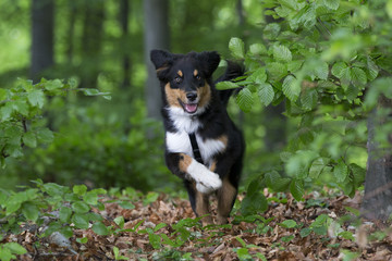 Junger Australian Shepherd rennt durch den Wald