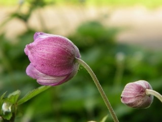 Blüte geschlossen hellerer Hintergrund