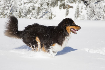 Australian Shepherd rennt durch den Schnee
