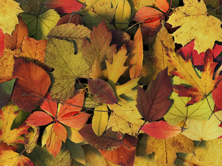 Naklejka na ściany i meble Autumn Leaves