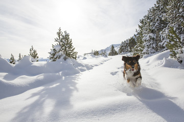 Australian Shepherd rennt durch den Schnee