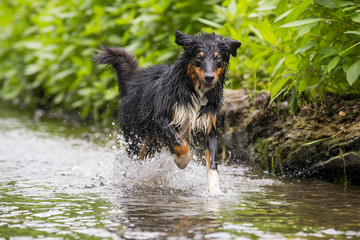 Australian Shepherd rennt durch das Wasser