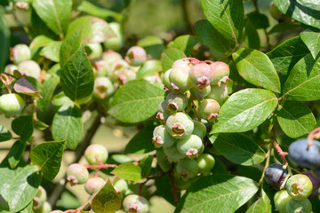 blueberries fruits hanging on blueberry plant