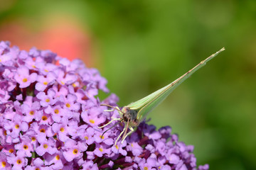 Butterfly brimstone on purple Flower
