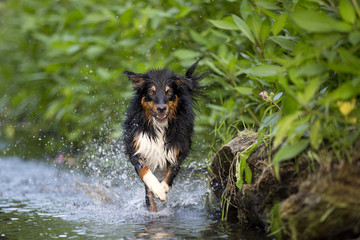 Australian Shepherd rennt durch das Wasser