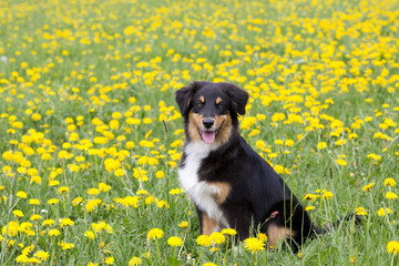 Australian Shepherd in der Blumenwiese