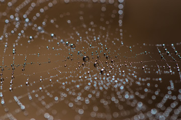 Drops on cobweb