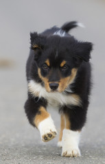 Junger Australian Shepherd am Laufen