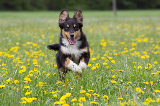Australian Shepherd rennt durch die Blumenwiese