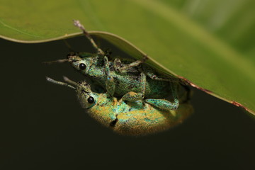 The breeding of insects