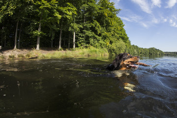 Australian Shepherd schwimmt