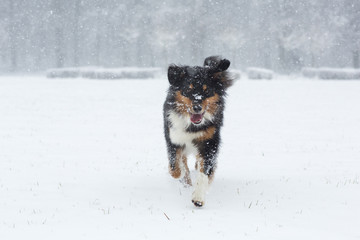 Australian Shepherd rennt durch den Schnee