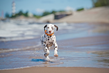 dalmatian puppy running on the beach