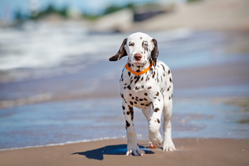 dalmatian puppy walking on the beach
