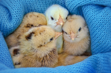 Four lovely new born chickens wrapped in a blue sweater