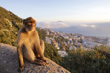 Berberaffe und Gibraltar