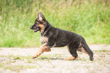 German shepherd puppy running on the beach