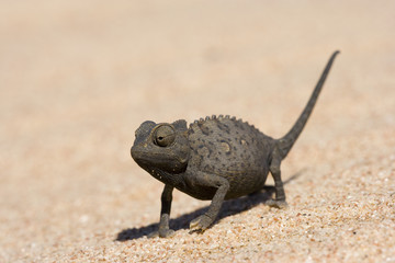Wuestenchameleon waermt sich auf