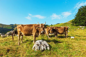 Mountain landscape. with cows