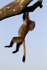 Naklejka premium Dschelada Jungtier klettert am Baum