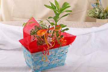 かわいい観葉植物