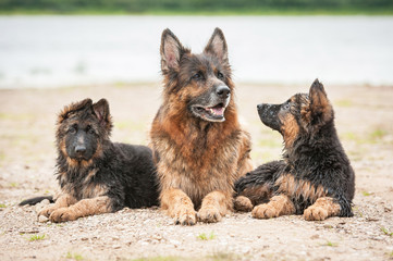 German shepherd dog with little puppies lying on the beach