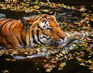 Young Sumatran tiger - 89362043