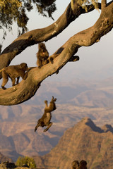 Dschelada Jungtier springt vom Baum