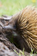 Schnabeligel bei der Nahrungssuche