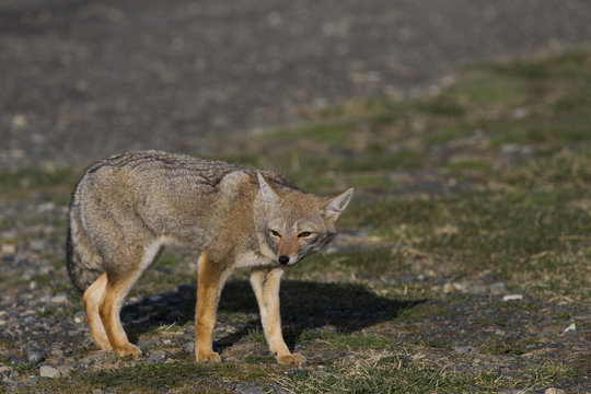 รูปภาพCulpeo เลือกดูภาพถ่ายสต็อก เวกเตอร์ และวิดีโอ541 Adobe Stock