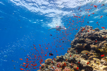 Fototapeta na wymiar Freediver woman exploring coral