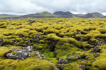 Green moss on volcanic rocks. Iceland.