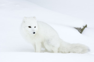 Polarfuchs ruht sich aus