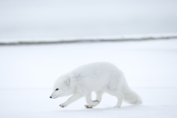 Polarfuchs auf der Jagd