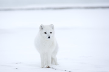 Polarfuchs